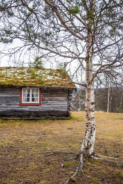 森林里的一座美丽的木屋, 屋顶上长满了青草和苔藓。天然屋顶, 在挪威的传统建筑。美丽的秋天风景. — 图库照片