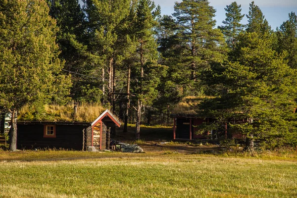 Une belle maison en bois dans la forêt avec une herbe et de la mousse poussant sur un toit. Toiture naturelle, bâtiment traditionnel en Norvège. Beau paysage d'automne . — Photo