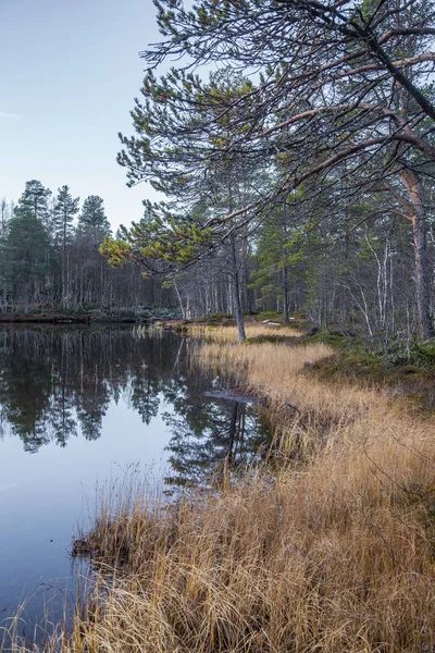 Egy szép őszi táj, a partján, a tó Femundsmarka National Park, Norvégia. Szezonális őszi táj. — Stock Fotó