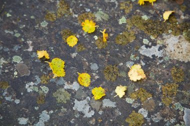 Güzel doğal liken desen bir kayaya. Yamalar gri. Doğal closeup arka plan.