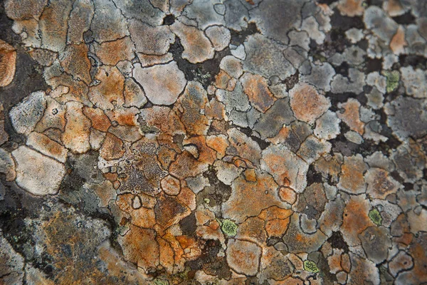 En vacker naturlig lavar mönster på en klippa. Grå fläckar. Naturliga närbild bakgrund. — Stockfoto