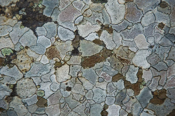 Een prachtige natuurlijke korstmossen patroon op een rots. Gray patches. Natuurlijke close-up achtergrond. Stockafbeelding