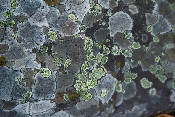 Een prachtige natuurlijke korstmossen patroon op een rots. Gray patches. Natuurlijke close-up achtergrond. Stockfoto