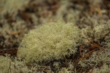 Bir orman katta güzel ışık yeşil liken battaniye. Sonbahar sahne Norveç ormanda. Yumuşak, kabarık zemin.