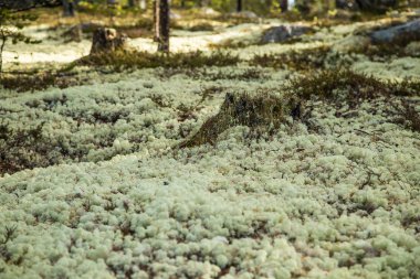 Bir orman katta güzel ışık yeşil liken battaniye. Sonbahar sahne Norveç ormanda. Yumuşak, kabarık zemin.