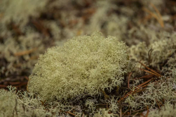 Bir orman katta güzel ışık yeşil liken battaniye. Sonbahar sahne Norveç ormanda. Yumuşak, kabarık zemin.