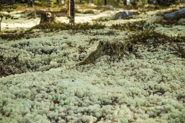Bir orman katta güzel ışık yeşil liken battaniye. Sonbahar sahne Norveç ormanda. Yumuşak, kabarık zemin.