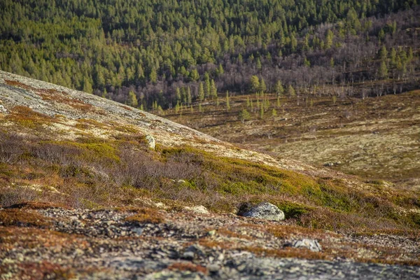 Een prachtig berglandschap in het najaar in Centraal Noorwegen. Mooie, kleurrijke landschappen hoog boven de zeespiegel. — Stockfoto