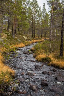 Sonbaharda Norveç orman içinden akan güzel bir nehir. Sonbaharın renkli manzara.