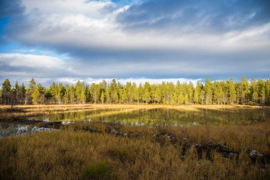 Sonbaharda Norveç orman içinden akan güzel bir nehir. Sonbaharın renkli manzara.