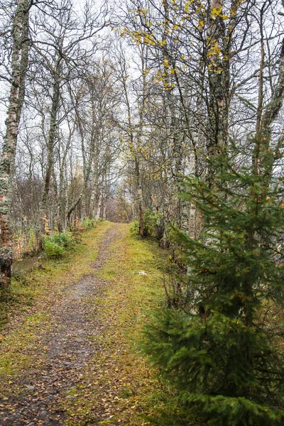 Μια όμορφη διαδρομή για πεζοπορία μέσω ενός δάσους φθινοπώρου στη Νορβηγία. Φθινόπωρο τοπίο στο δάσος. Όμορφο φθινοπωρινό τοπίο. — Φωτογραφία Αρχείου