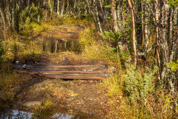 Piękne piesze ścieżki przez jesień las w Norwegii. Krajobraz jesień w lesie. Piękny krajobraz jesienny. — Zdjęcie stockowe