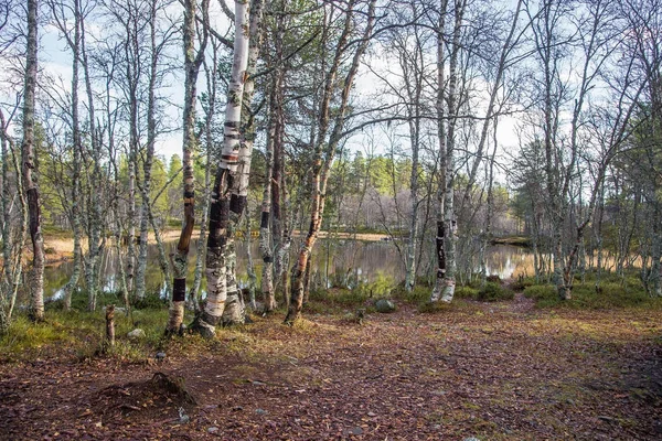 Een prachtig wandelpad door een herfst bos in Noorwegen. Herfst landschap in bos. Mooie herfst landschap. — Stockfoto