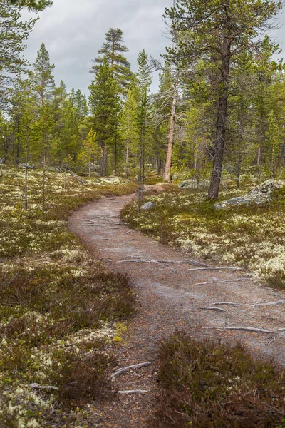 一条美丽的徒步旅行道穿过挪威的秋林。秋天风景在森林里。美丽的秋天风景. — 图库照片