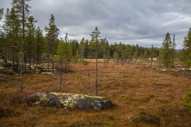 Güzel bir sonbahar manzara ile bir bataklık Femundsmarka Milli Parkı'nda Norveç'te. Renkli sonbahar sahne. Norveç'te ıslak orman.