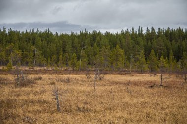 Güzel bir sonbahar manzara ile bir bataklık Femundsmarka Milli Parkı'nda Norveç'te. Renkli sonbahar sahne. Norveç'te ıslak orman.