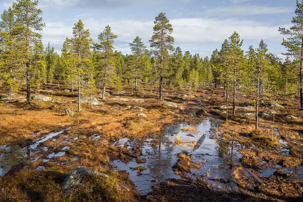 Een prachtige herfst landschap met een moeras in het Nationaal Park Femundsmarka in Noorwegen. Kleurrijke herfst landschap. Natte bos in Noorwegen. — Stockfoto