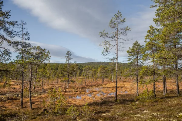 在挪威的 Femundsmarka 国家公园有一个沼泽的美丽的秋天风景。多彩的秋季风光。挪威的湿森林. — 图库照片