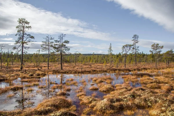 Осінь гарний краєвид з болоті в Femundsmarka Національний парк в Норвегії. Барвисті осінній пейзаж. Вологі ліси в Норвегії. — стокове фото