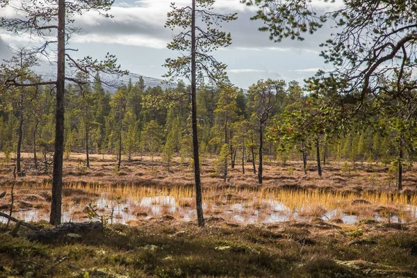 A beautiful autumn landscape with a swamp in Femundsmarka National Park in Norway. Colorful autumn scenery. Wet forest in Norway. — Stock Photo, Image