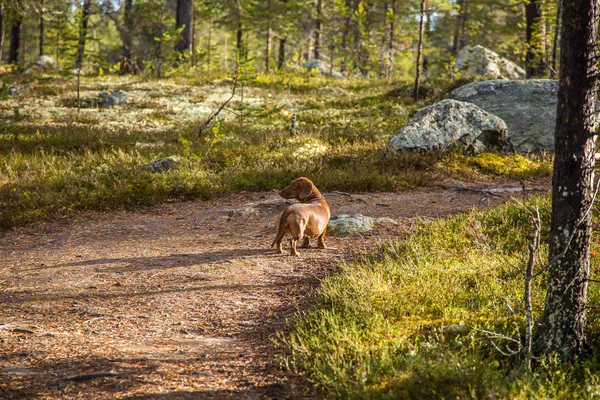 Güzel kahverengi dachshund ormanda yürüyüş. Renkli sonbahar manzara. Femundsmarka Milli Parkı'nda yürüyüş sırasında güneşli manzara.