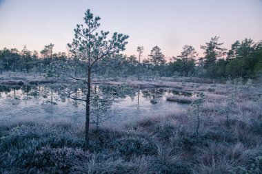 Çok güzel bir sabah peyzaj frozem bataklıkta. Küçük bir gölet sonbaharda bataklık. Quagmire BM sulak yansımaları ile. Beyaz frozem çimen.