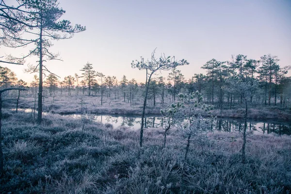 Een mooie ochtend landschap in een moeras frozem. Een kleine moeras vijvers in het najaar. Moeras VN wetlands met reflecties. Witte frozem gras. — Stockfoto