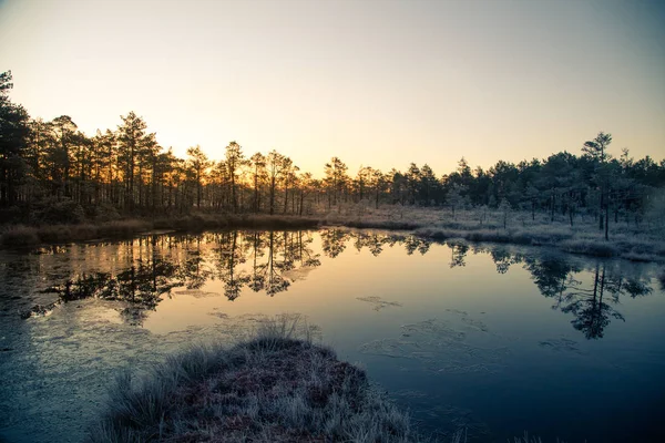 Uma bela paisagem matinal num pântano gelado. Um pequeno lago de pântanos no outono. Quagmire un wetlands com reflexos. Grama branca de frozem . — Fotografia de Stock