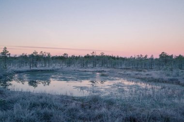 Çok güzel bir sabah peyzaj frozem bataklıkta. Küçük bir gölet sonbaharda bataklık. Quagmire BM sulak yansımaları ile. Beyaz frozem çimen.