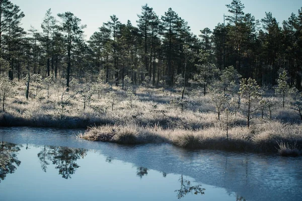 Un beau paysage matinal dans un marais gelé. Un petit étang marécageux en automne. Quagmire un milieu humide avec des réflexions. Herbe gelée blanche . — Photo