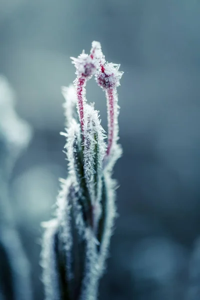 Een mooie close-up van een bog rozemarijn met ijskristallen. Kleine wetland plant in een kille ochtend in de herfst. Lavendelhei bevroren. Ondiepe scherptediepte. — Stockfoto