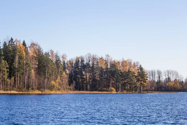 Wunderschöne Herbstlandschaft mit gelben Blättern in Feuchtgebieten. Sumpflandschaft im Herbst. helle, sonnige Landschaft in Lettland. — Stockfoto