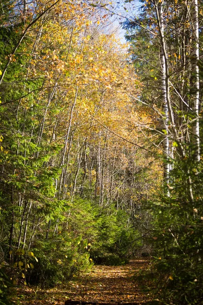 Krásné podzimní krajina s žluté listy v mokřadech. Bahenní scenérie podzim. Světlé, slunné krajiny v Lotyšsku. — Stock fotografie
