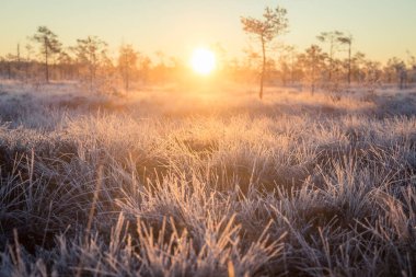 Yükselen güneş, yatay çok güzel bir sabah. Renkli sahne güz donmuş bir sulak alanların. Doğada ilk frost. Parlak güneş fişekleri ile.