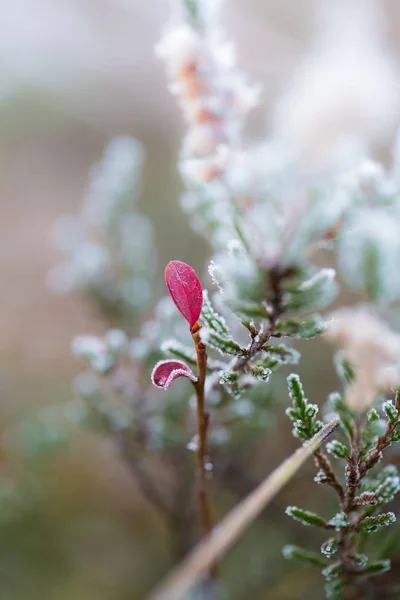 Sebuah cranberry beku yang indah di lahan basah pagi. Makanan yang sehat dengan vitamin. Tutup dengan kedalaman field yang dangkal . — Stok Foto