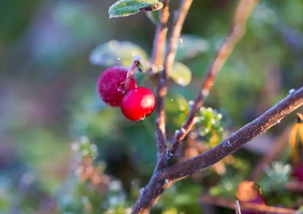 Um belo cranberries congelados em uma manhã zonas húmidas. Comida saudável com vitaminas. Fechar com profundidade de campo rasa . — Fotografia de Stock