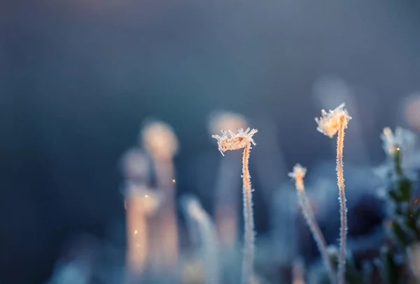 Un hermoso primer plano de un musgo helado en los humedales de la mañana. Flora pantanosa con cristales de hielo. Profundidad superficial del campo . — Foto de Stock