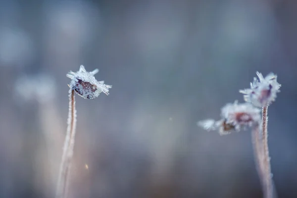 En vacker närbild av en frostig moss i morgon våtmarker. Swamp flora med iskristaller. Kort skärpedjup. — Stockfoto