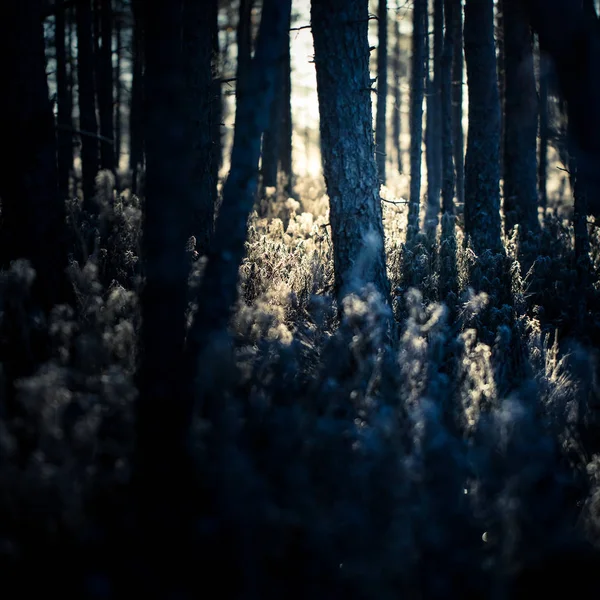 Uma bela paisagem matinal num pântano congelado. Nascer do sol brilhante e colorido em zonas húmidas congeladas. Belos cenários de outono na Letónia . — Fotografia de Stock