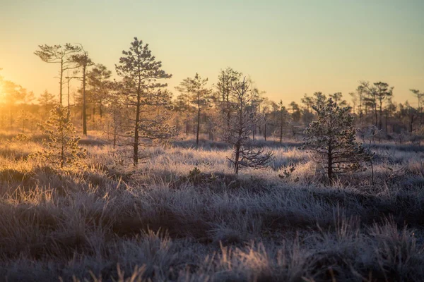 Un beau paysage matinal dans un marais gelé. Lever de soleil lumineux et coloré dans les zones humides gelées. Beaux paysages d'automne en Lettonie . — Photo