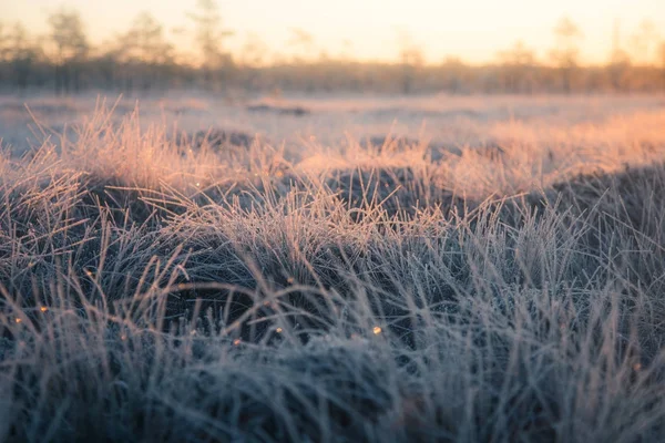 Piękne tereny podmokłe mrożone trawy w świetle poranka. Pole turzycy mrożone trawy w bagno. Jasne, ciepłe światło na zimnej ziemi. — Zdjęcie stockowe