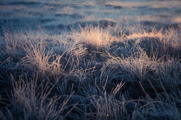 Ein wunderschönes gefrorenes Feuchtwiesengras im Morgenlicht. Feld aus gefrorenem Gras im Sumpf. helles warmes Licht auf kaltem Boden. — Stockfoto