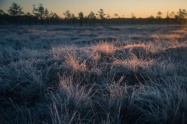 Une belle herbe gelée des zones humides dans la lumière du matin. Champ d'herbe à carex gelée dans les marécages. Lumière chaude brillante sur sol froid . — Photo