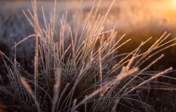 Ein wunderschönes gefrorenes Feuchtwiesengras im Morgenlicht. Feld aus gefrorenem Gras im Sumpf. helles warmes Licht auf kaltem Boden. — Stockfoto