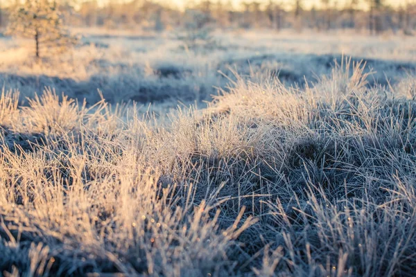 Piękne tereny podmokłe mrożone trawy w świetle poranka. Pole turzycy mrożone trawy w bagno. Jasne, ciepłe światło na zimnej ziemi. — Zdjęcie stockowe