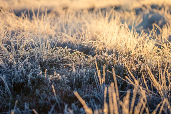 Una hermosa hierba de humedal congelada en la luz de la mañana. Campo de hierba de juncia congelada en pantano. Luz cálida brillante en suelo frío . —  Fotos de Stock