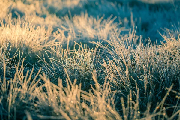 Ein wunderschönes gefrorenes Feuchtwiesengras im Morgenlicht. Feld aus gefrorenem Gras im Sumpf. helles warmes Licht auf kaltem Boden. — Stockfoto