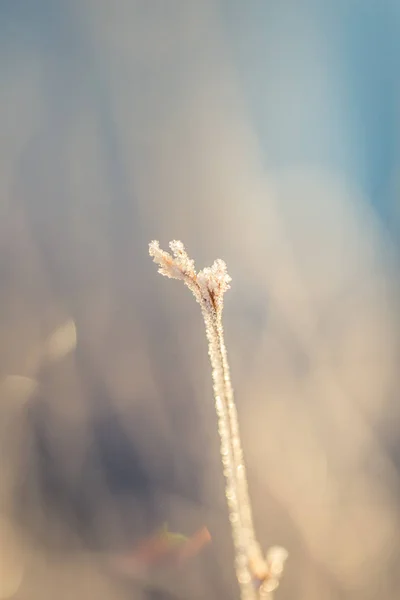 一个美丽的特写镜头在湿地上的一个冰冻边缘草。秋天在晨光中冰冷的草。在寒冷的早晨在拉脱维亚沼泽风景. — 图库照片