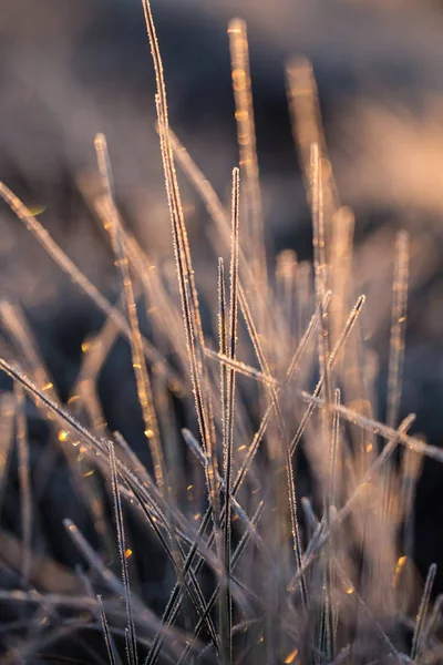 En vacker närbild av en frozem Carex gräset i våtmarker. Isiga gräs på morgonen ljus i höst. Swamp landskapet i kall morgon i Lettland. — Stockfoto