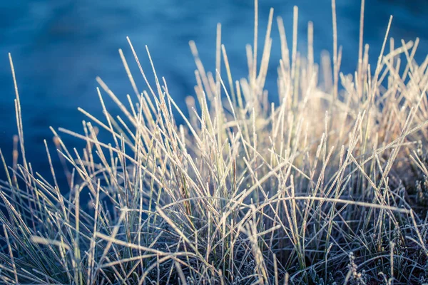 湿地 frozem 菅草の美しいクローズ アップ。朝の秋の光の氷のような草。ラトビアの寒い朝の沼風景. — ストック写真